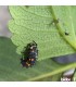 ADALIA system 100 larvas Adalia bipunctata contra pulgón