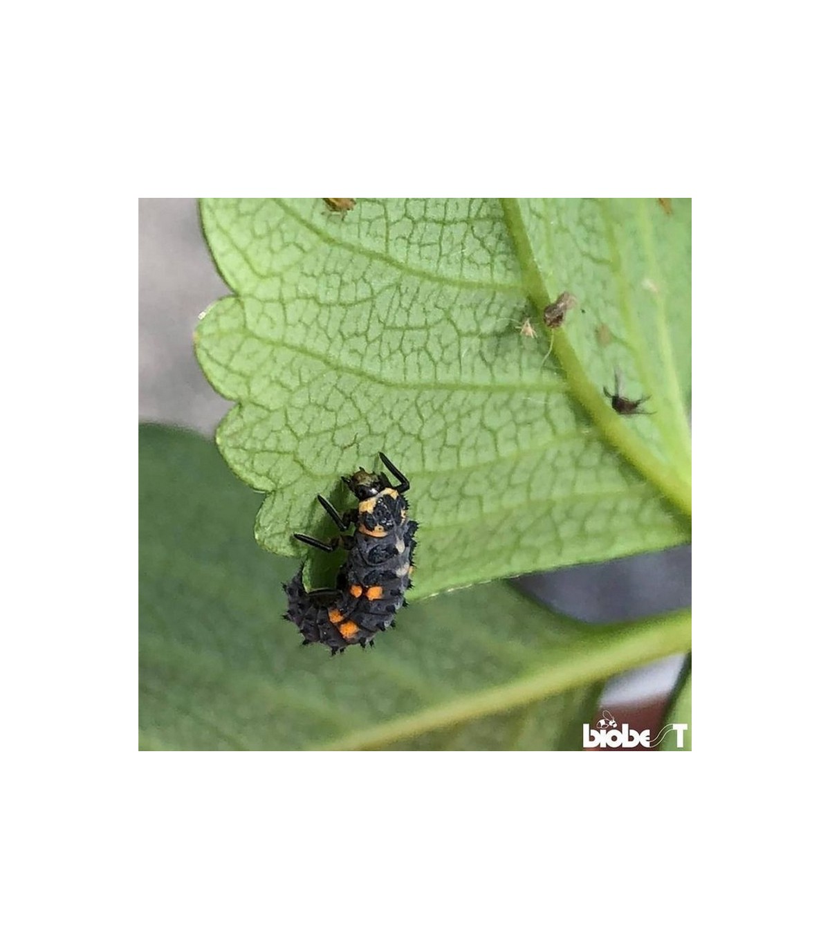 ADALIA system 100 larvas Adalia bipunctata contra pulgón