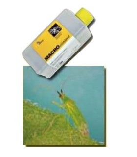 MACROCONTROL 500 Macrolophus caliginosus chinche depredador