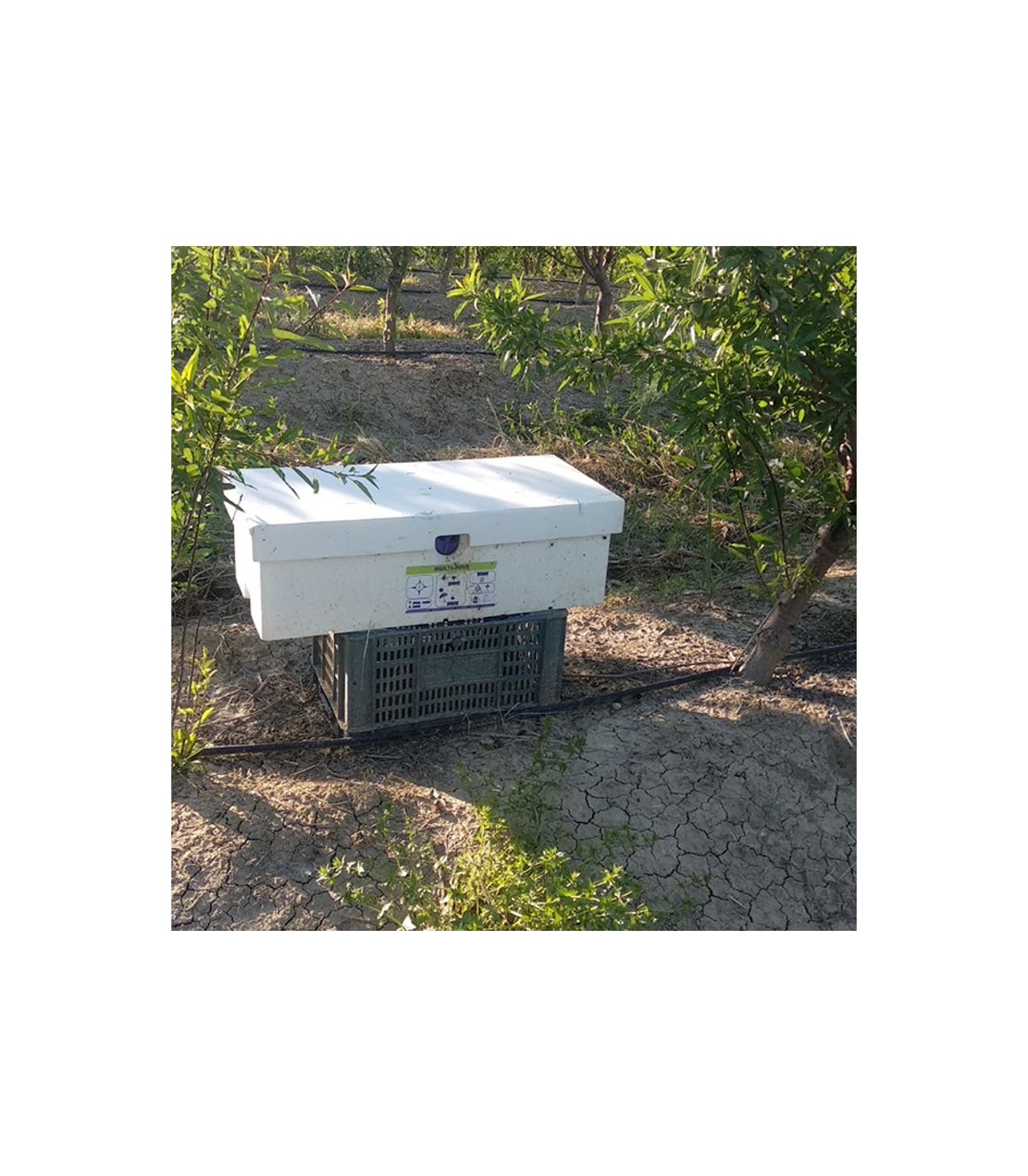 MULTI HIVE colmena triple de Biobest