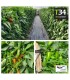 T34 BIOCONTROL Trichoderma asperellum