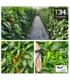 T34 BIOCONTROL Trichoderma asperellum
