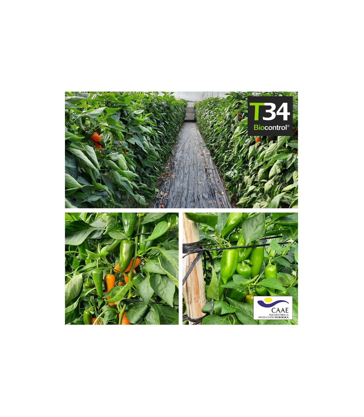 T34 BIOCONTROL Trichoderma asperellum