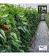T34 BIOCONTROL Trichoderma asperellum