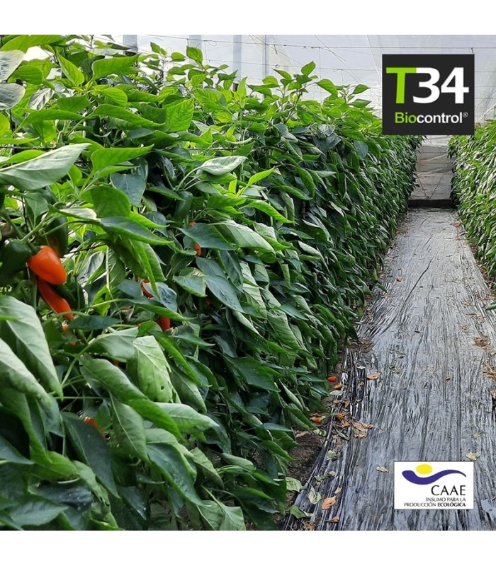 T34 BIOCONTROL Trichoderma asperellum