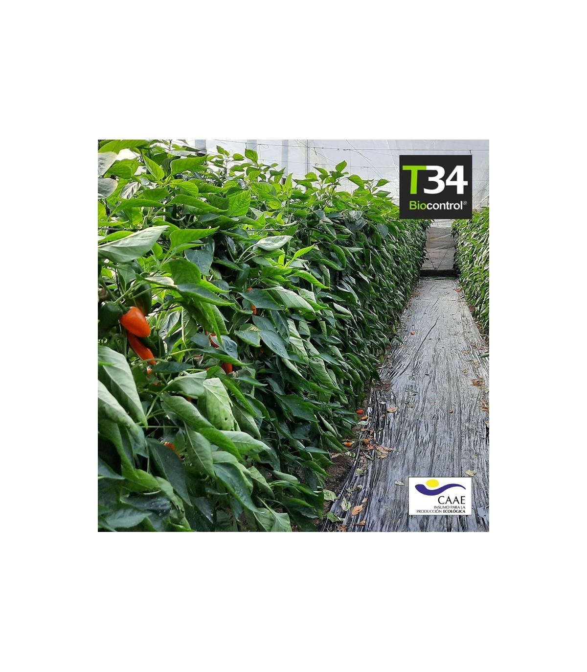 T34 BIOCONTROL Trichoderma asperellum