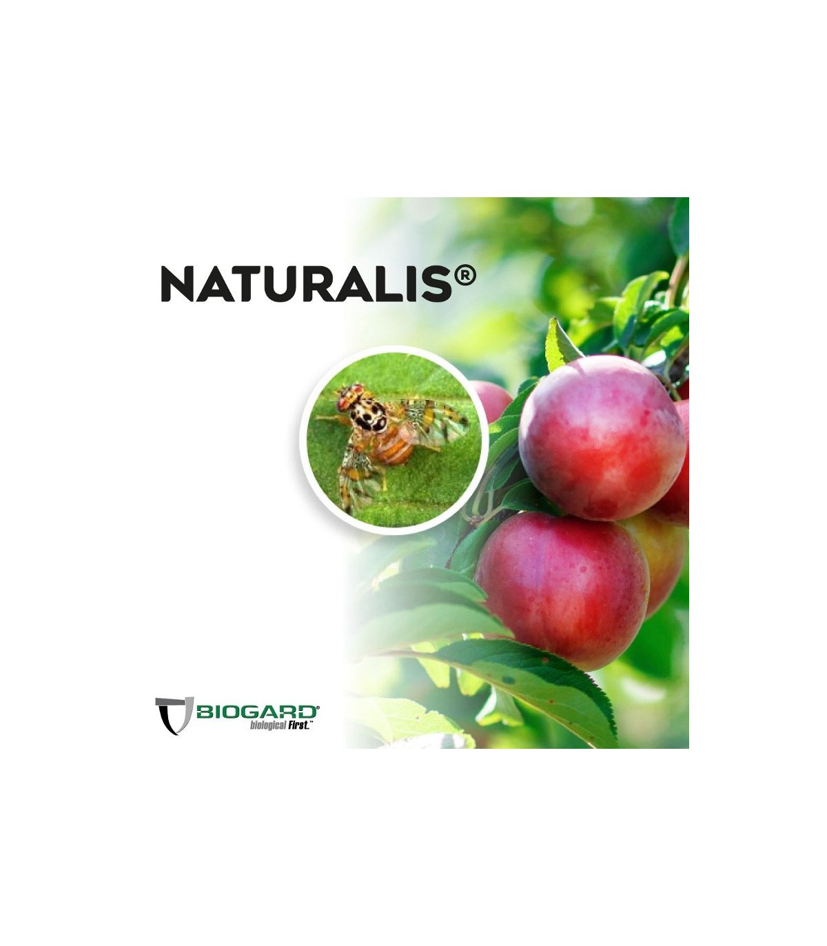 NATURALIS-L insecticida biológico de Beauveria bassiana 1L