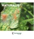 NATURALIS-L insecticida biológico de Beauveria bassiana 1L