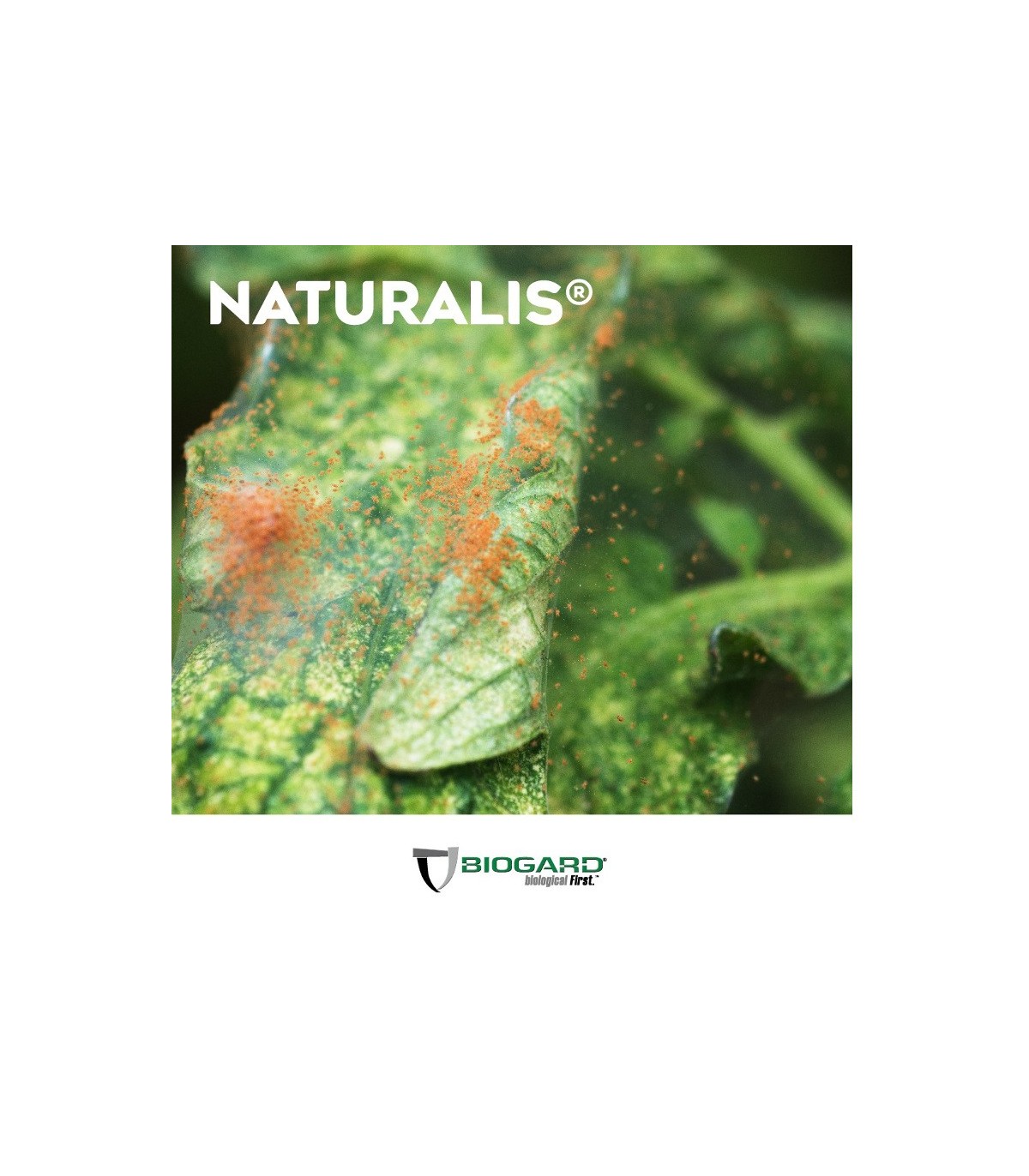 NATURALIS-L insecticida biológico de Beauveria bassiana 1L