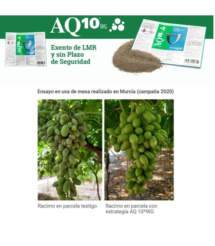 AQ-10 fungicida biológico anti oidio