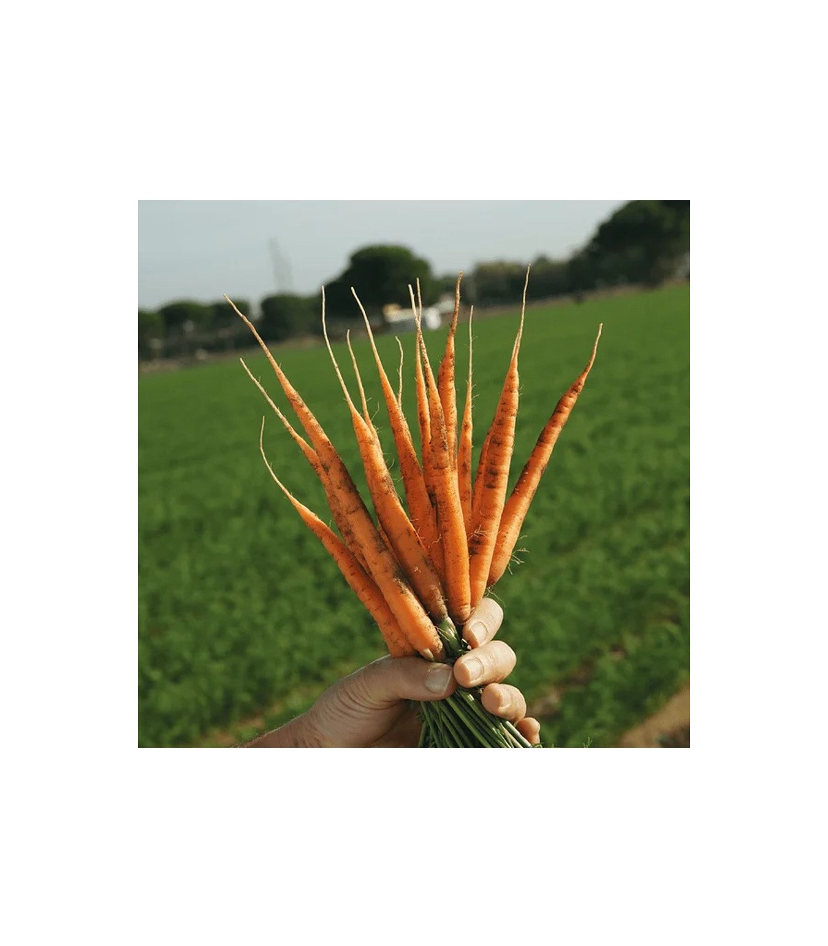 NEMGUARD SC 1L nematicida natural autorizado para agricultura ecológi