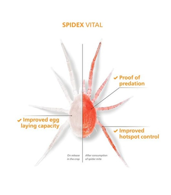 SPIDEX VITAL 2.000 tu aliado en el control de araña roja