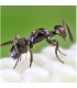 ALY250 Anastatus bifasciatus enemigo natural de chinches pestosas