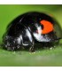 MUX100 Exochomus quadripustulatus depredador de cochinillas