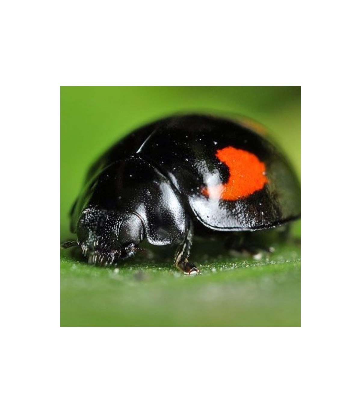 MUX100 Exochomus quadripustulatus depredador de cochinillas