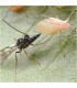 ERVIPAK 250 Aphidius ervi parasitoide de pulgones grandes