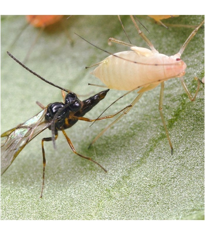 ERVIPAK 250 Aphidius ervi parasitoide de pulgones grandes