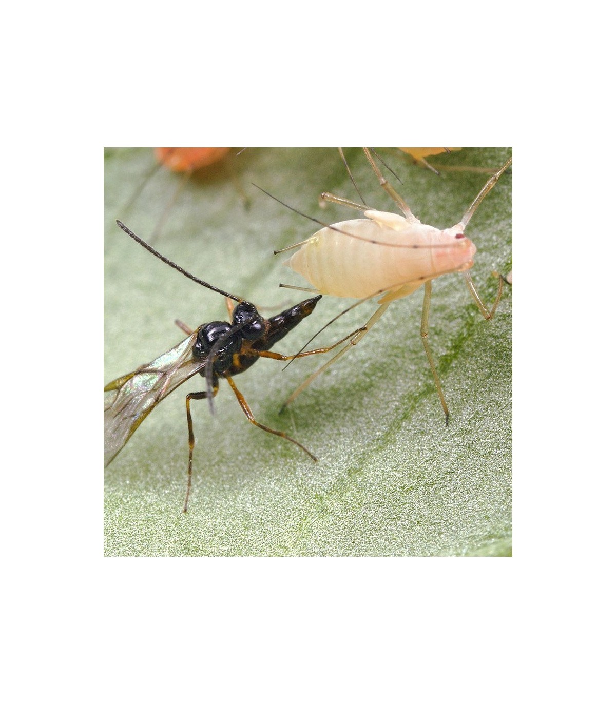 ERVIPAK 250 Aphidius ervi parasitoide de pulgones grandes