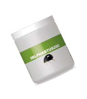 DELPHASTUS 250 contra mosca blanca