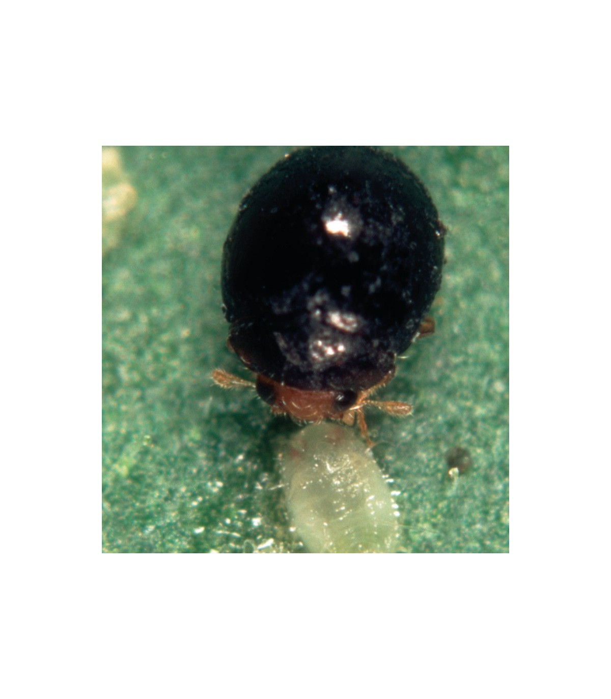 DELPHASTUS 250 contra mosca blanca