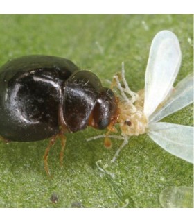 DELPHASTUS 250 contra mosca blanca