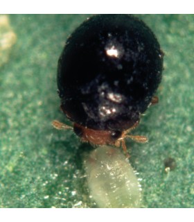 DELPHASTUS 100 contra mosca blanca