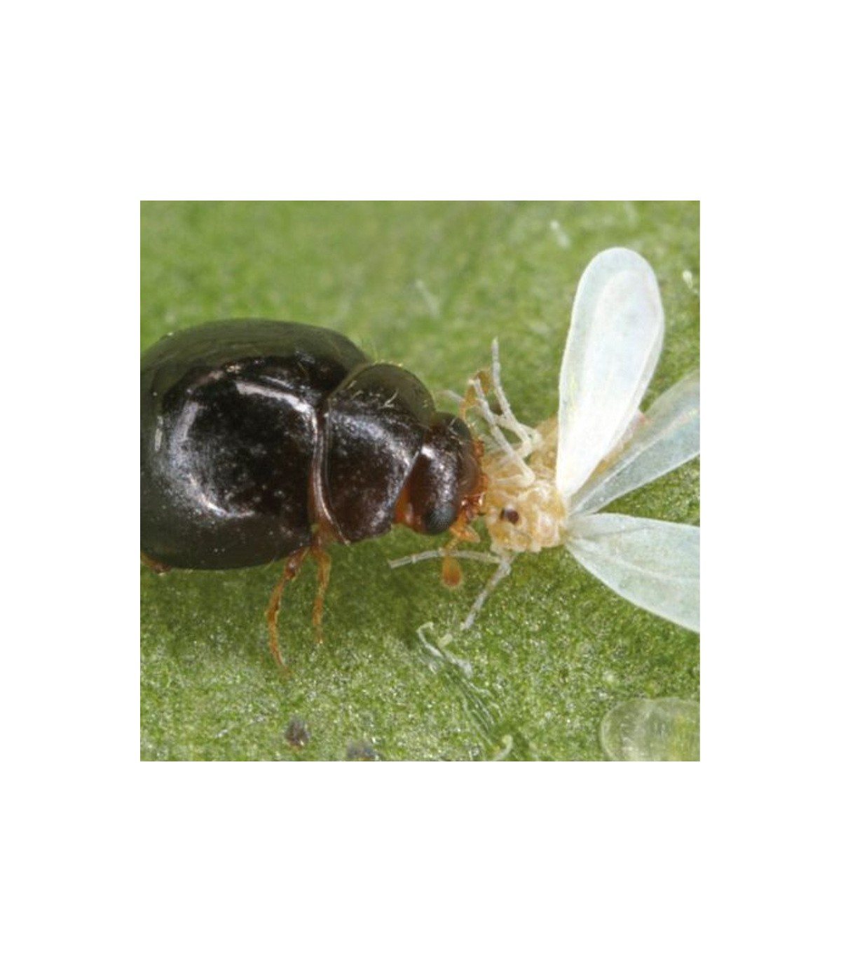 DELPHASTUS 100 contra mosca blanca