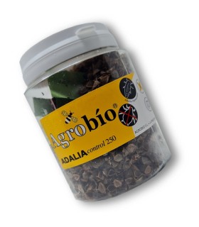 Venta de adalia bipunctata mariquita de dos puntos contra pulgón