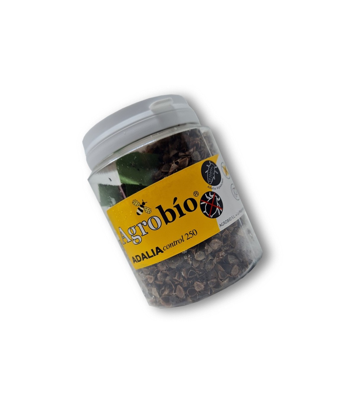 Venta de adalia bipunctata mariquita de dos puntos contra pulgón