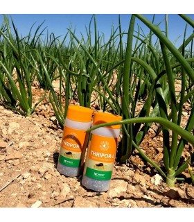 Thripor-L-500 koppert orius laevigatus