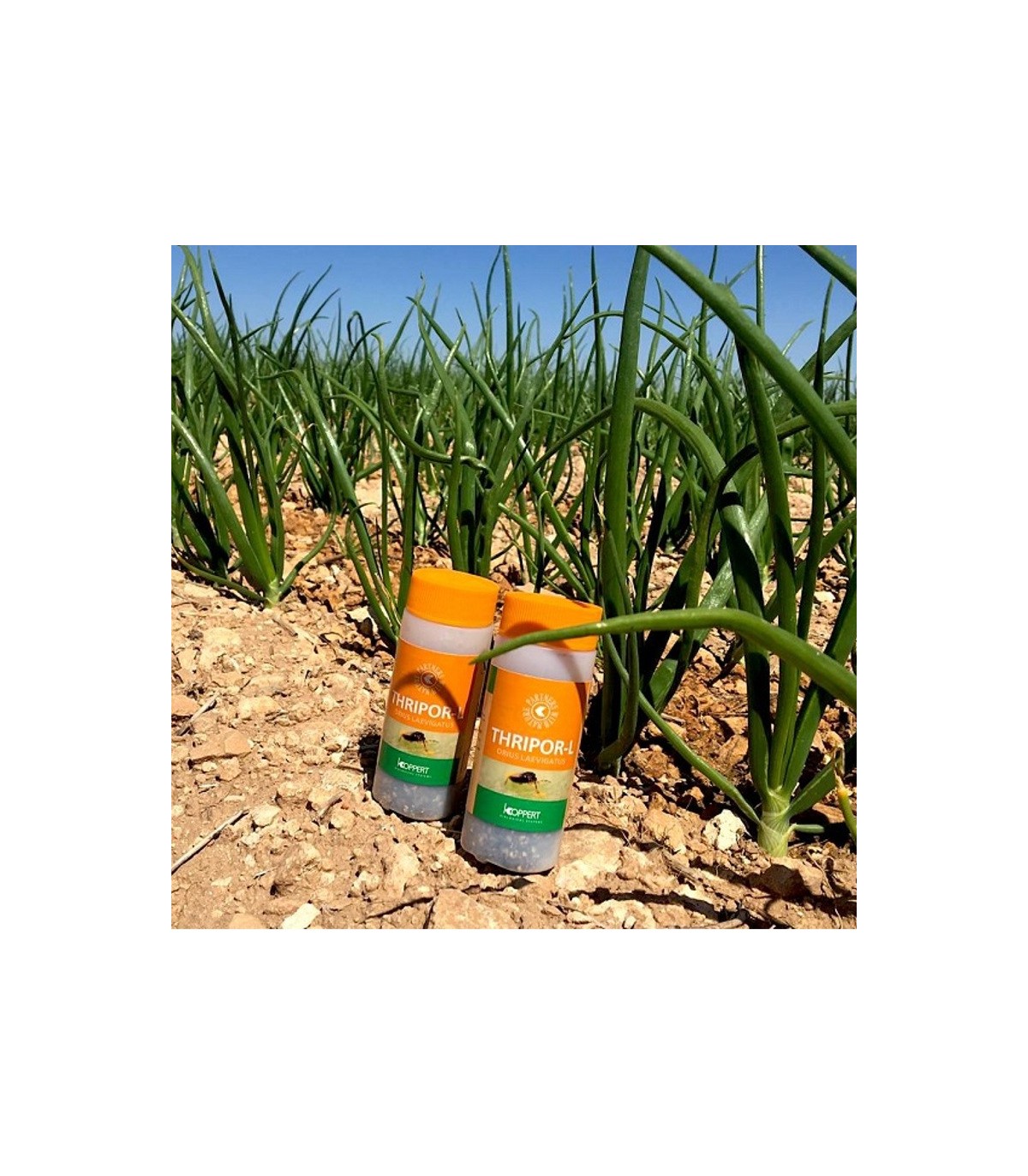 Thripor-L-500 koppert orius laevigatus