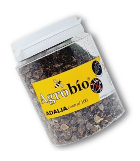 ADALIAcontrol 100 larvas Adalia bipunctata contra pulgón