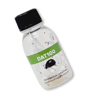 DELPHASTUS 100 contra mosca blanca