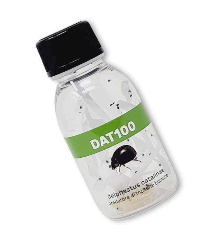 DELPHASTUS 100 contra mosca blanca