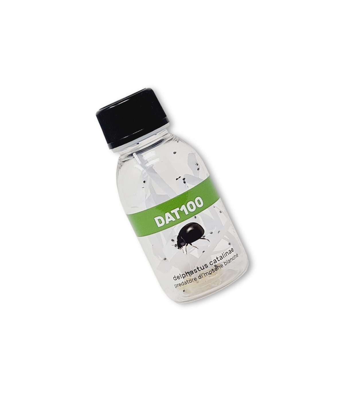 DELPHASTUS 100 contra mosca blanca