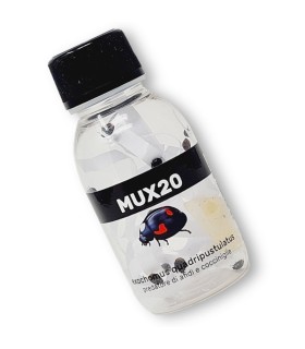 MUX20 Exochomus quadripustulatus