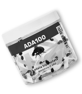 ADALIA 100 adultos de Adalia bipunctata