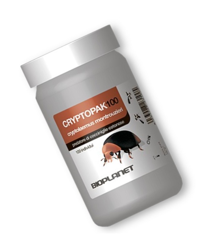 CRYPTOPAK100 depredador de cochinilla algodonosa