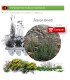 Satureja obovata BV X 28 Ud