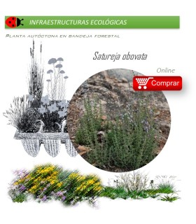 Satureja obovata BV X 28 Ud