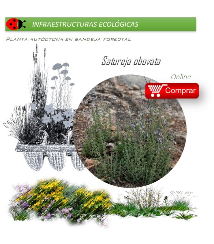 Satureja obovata BV X 28 Ud