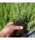 Satureja obovata BV X 28 Ud