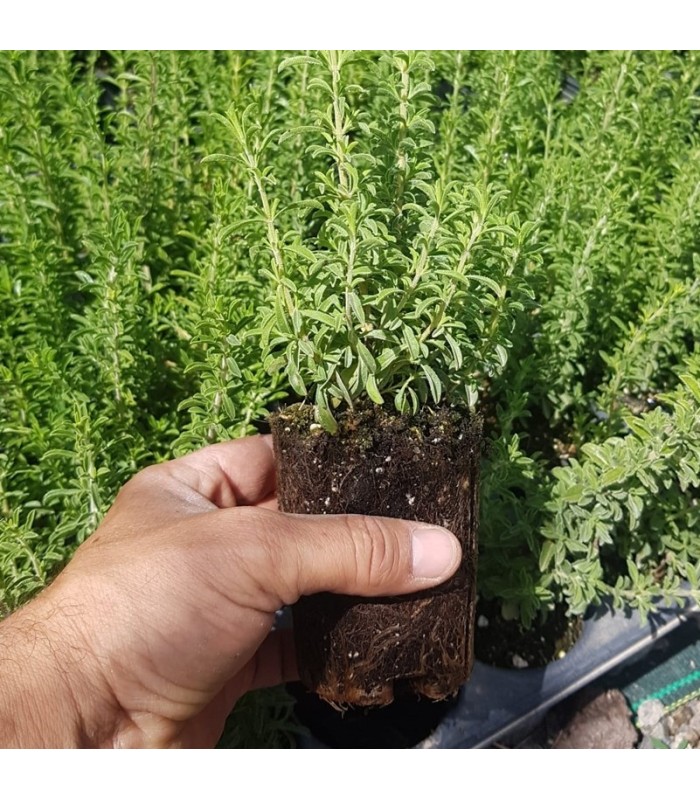 Satureja obovata BV X 28 Ud