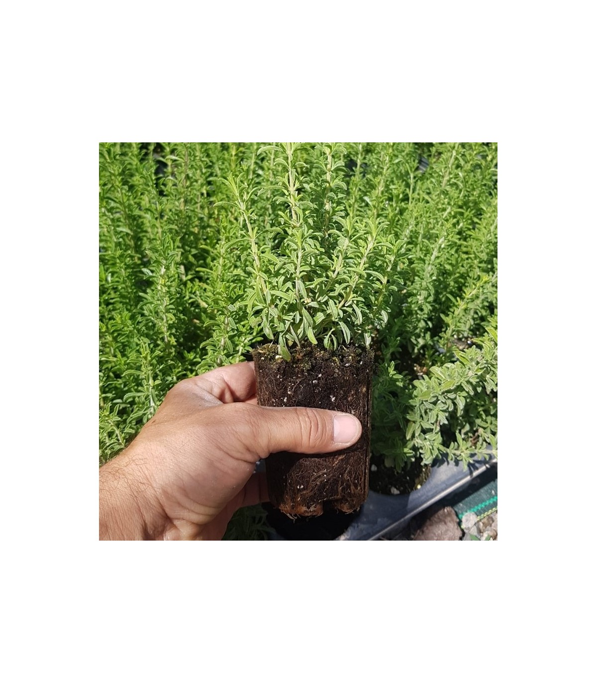 Satureja obovata BV X 28 Ud