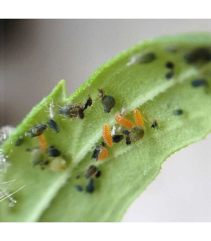 mizapak1000 Aphidoletes aphidimyza depredador de pulgón