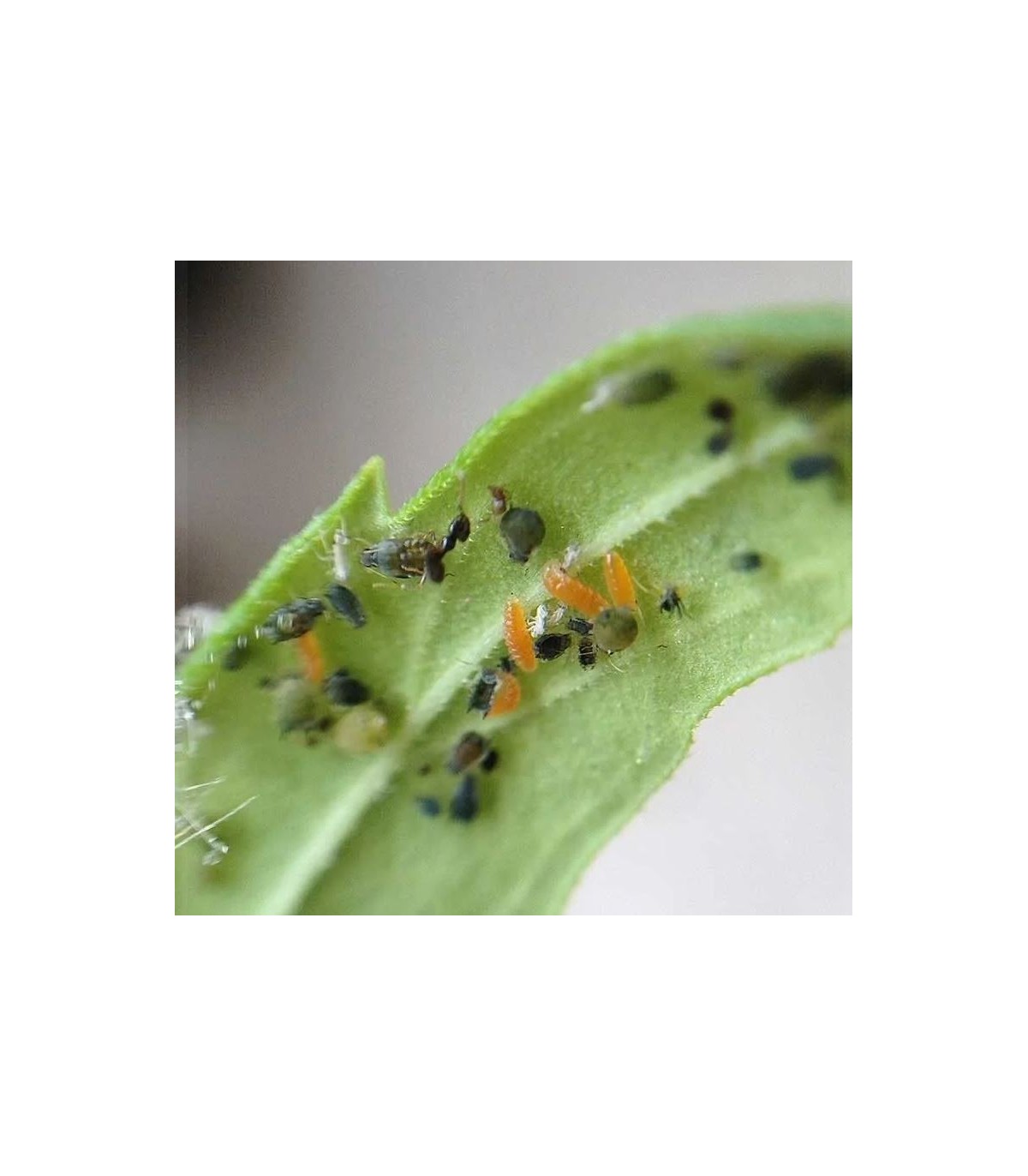 mizapak1000 Aphidoletes aphidimyza depredador de pulgón
