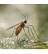 mizapak1000 Aphidoletes aphidimyza depredador de pulgón