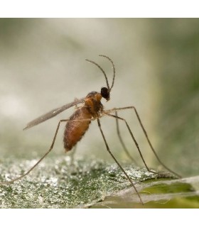mizapak1000 Aphidoletes aphidimyza depredador de pulgón