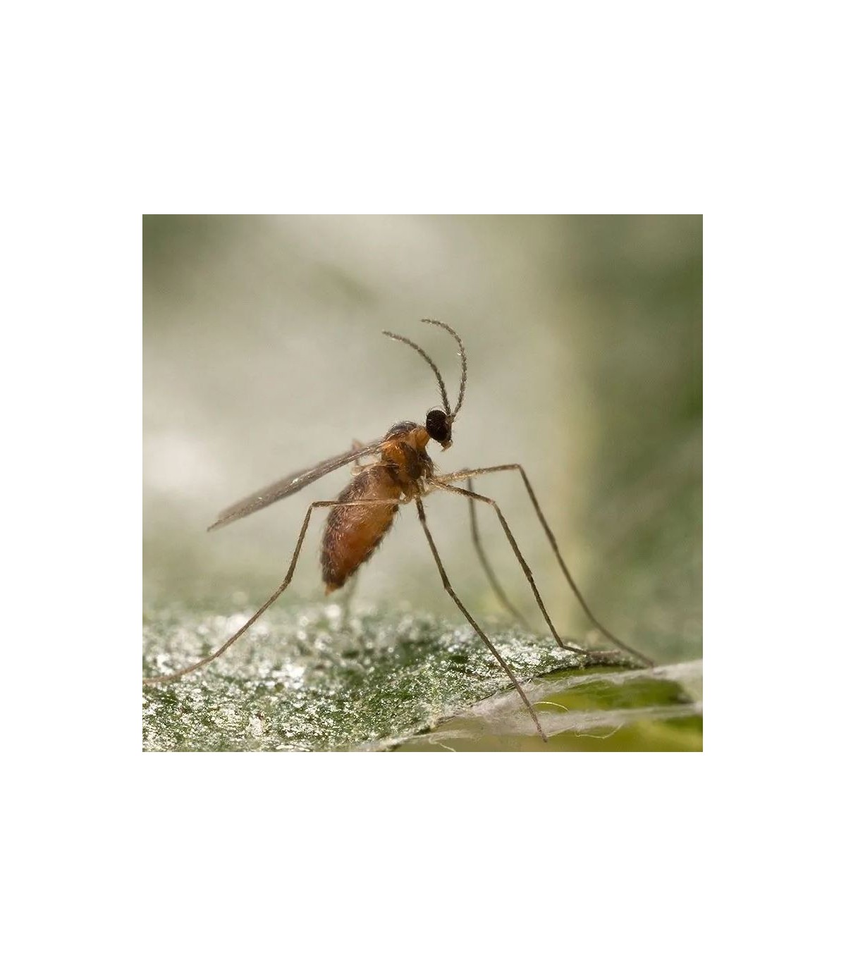 mizapak1000 Aphidoletes aphidimyza depredador de pulgón