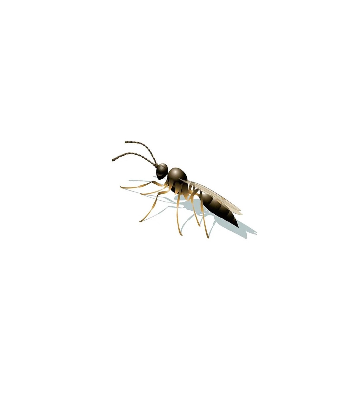APHIDIPAK 500 Aphidius colemani parásito de pulgones